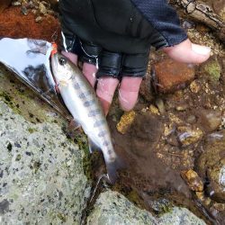 リベンジならず