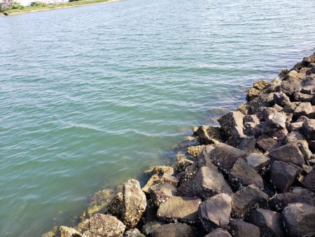 シーバスリベンジ