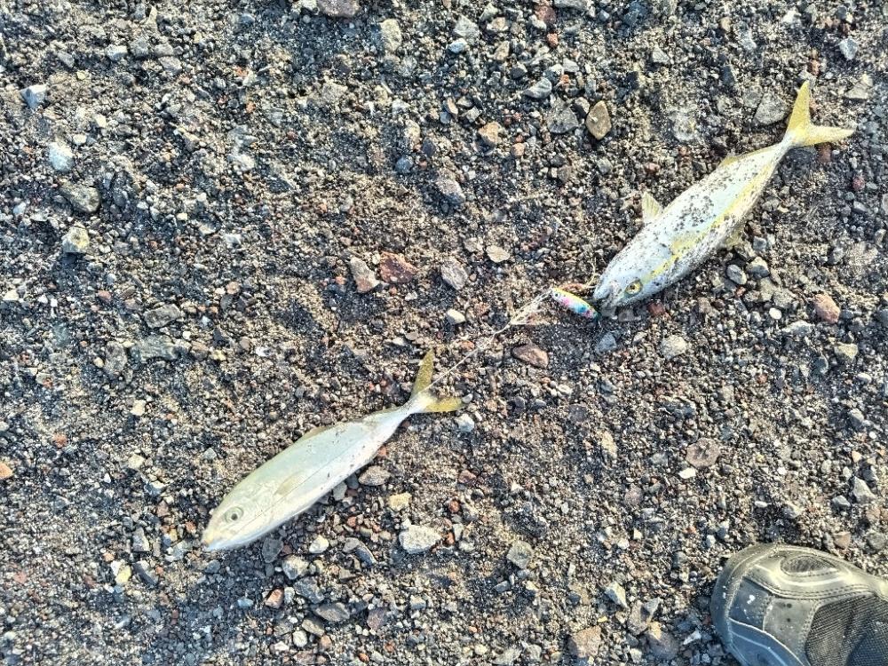 コトヒキ釣れました。