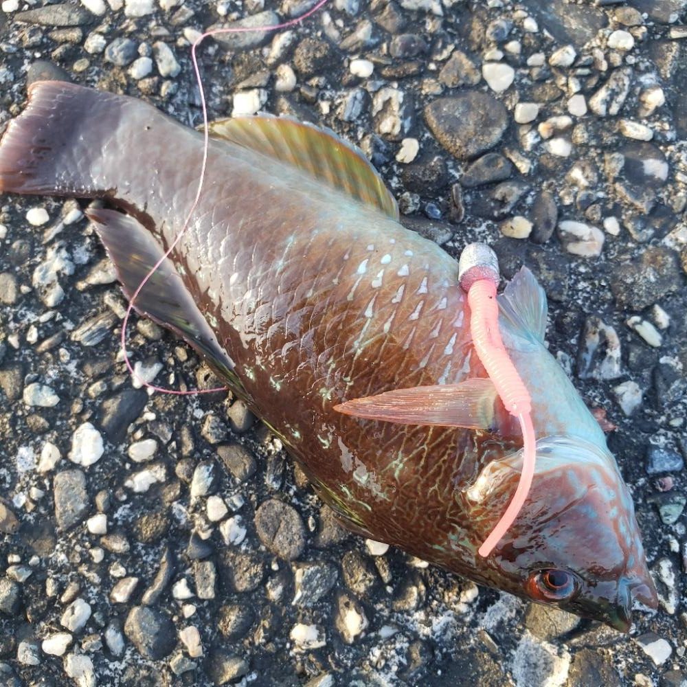 釣れない時はロックフィッシュ釣行