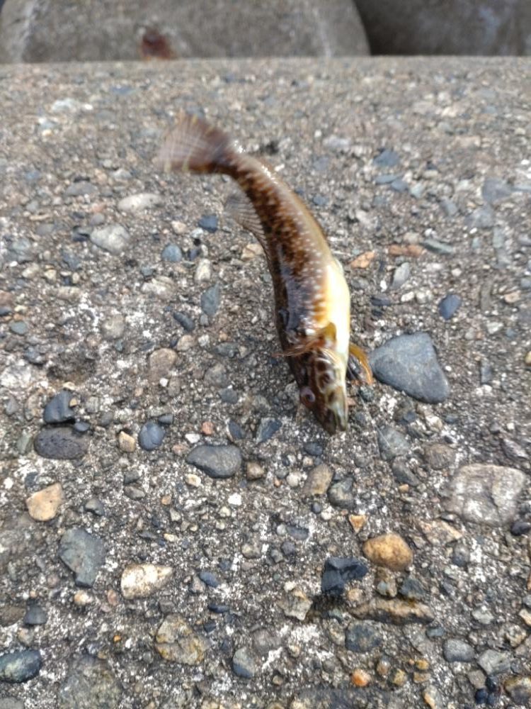 ヒラメ1枚、突変カレイ1枚！キジハタ、あなはぜ！