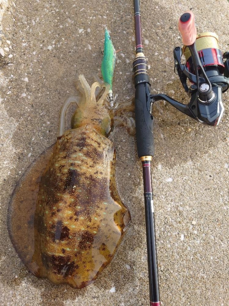 夕方短時間エギングIN対馬