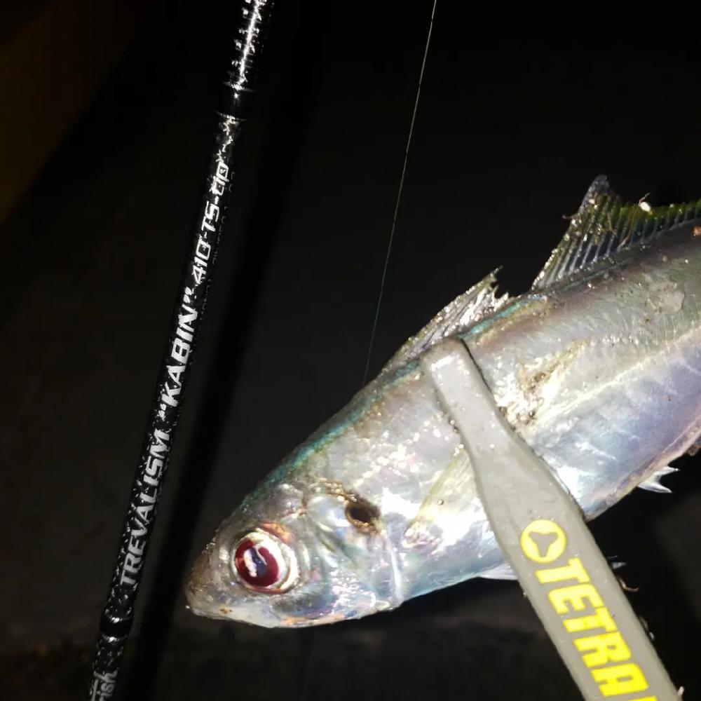 産卵絡みのアジ