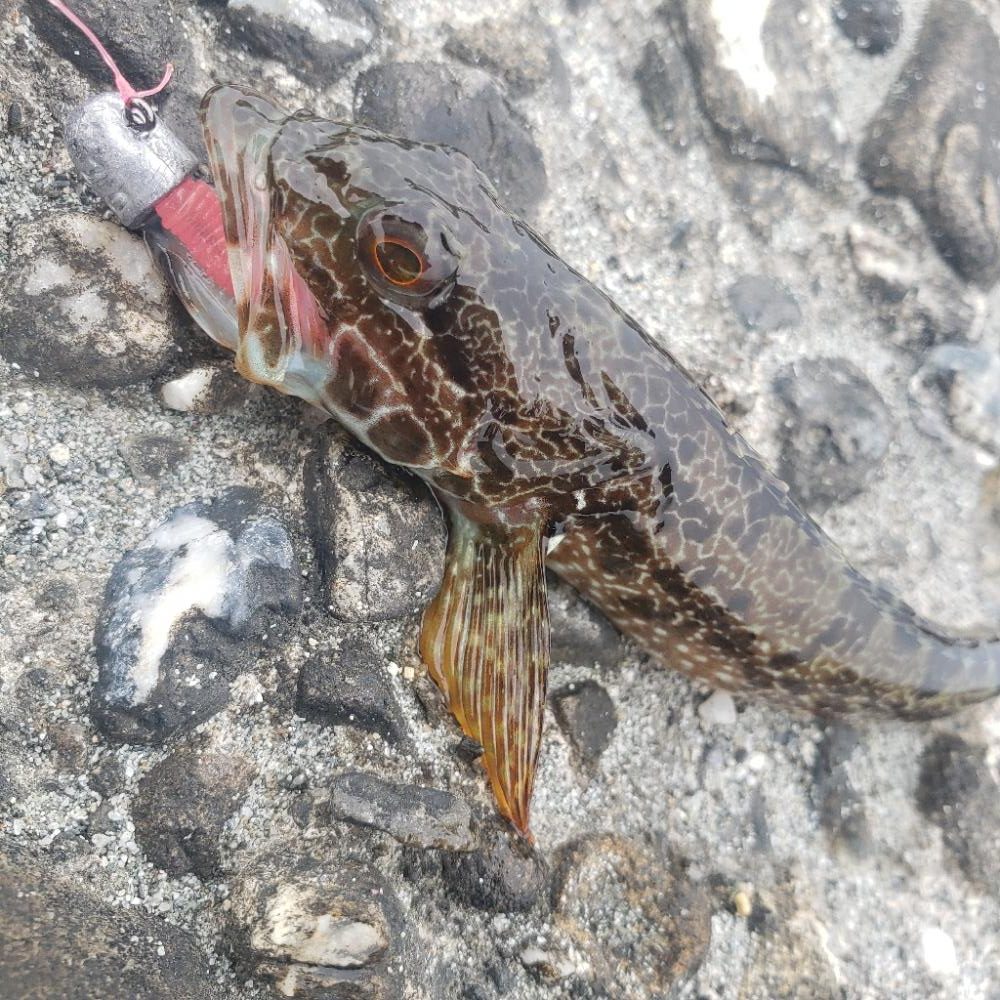 ロックフィッシュ釣行