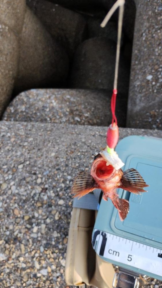 たまらず穴釣り