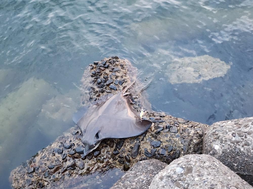 タコタコタコエイ(; ꒪ㅿ꒪)