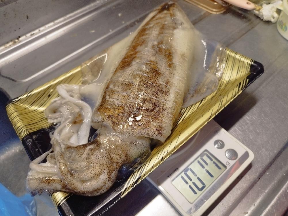 ついに来た!春イカ