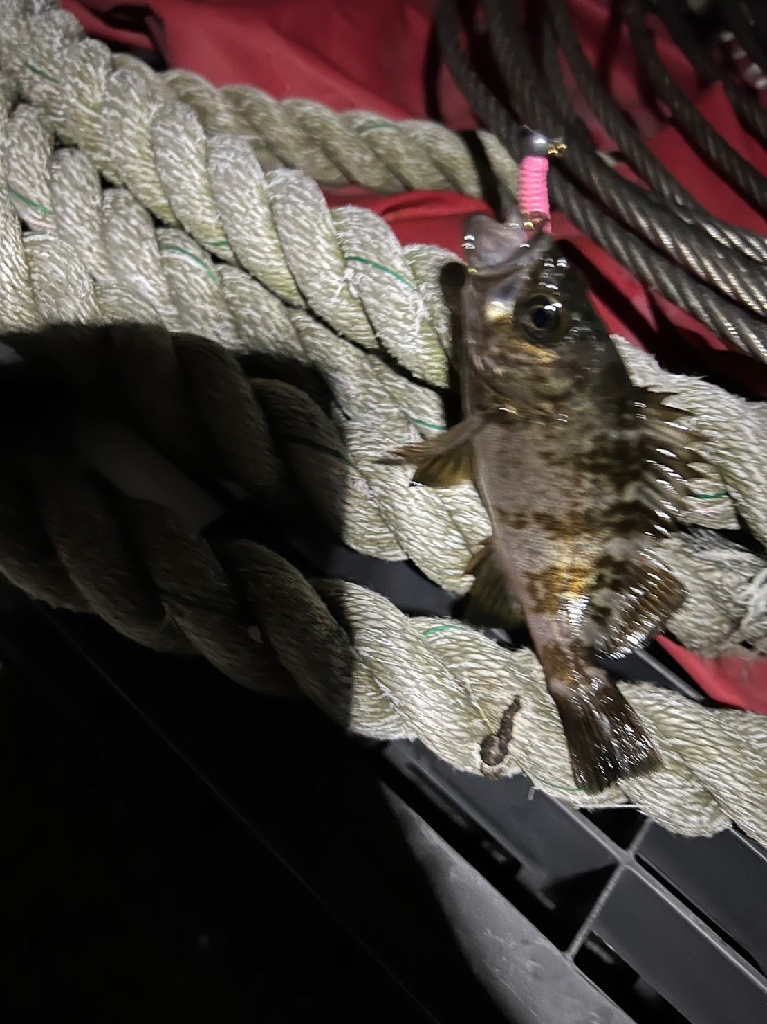 結局アジングで良いのよ