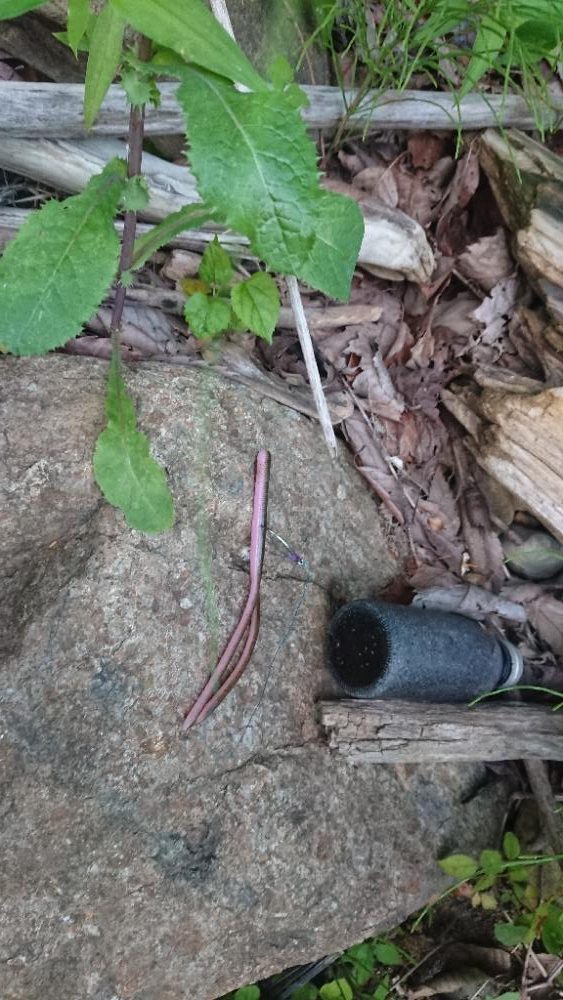 パワーフィネスで2本