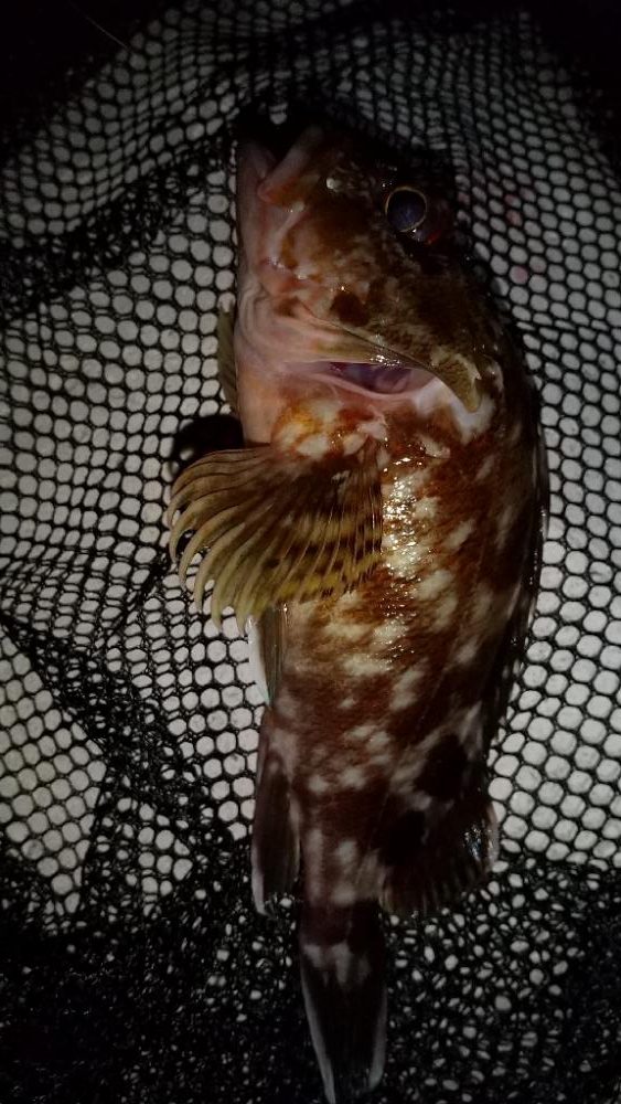 メバルを求めて