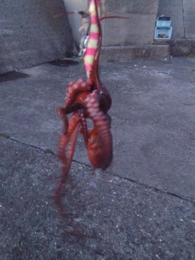 今年初タコは新子