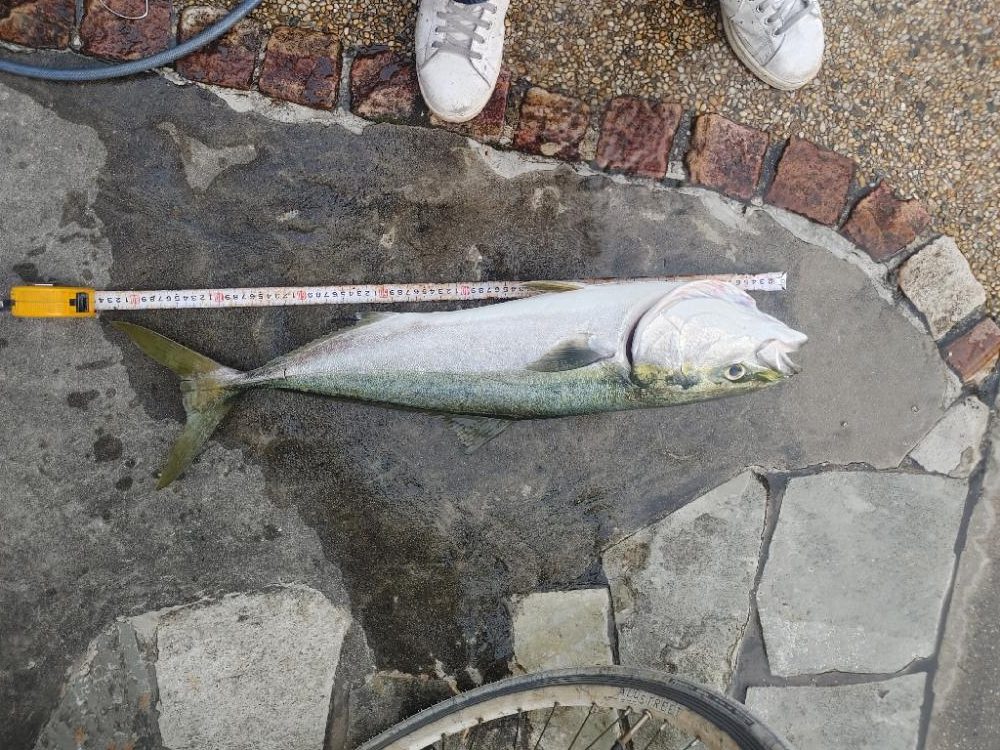 ブリ釣れました。