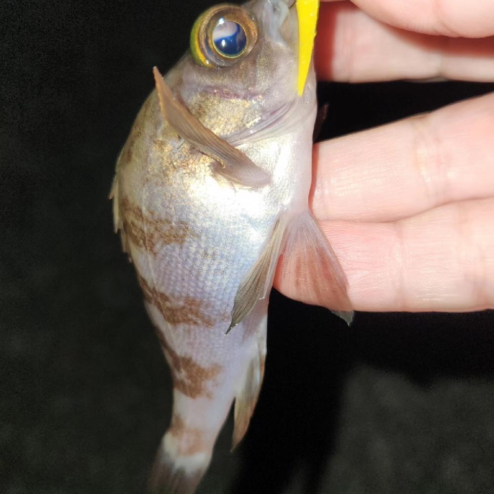 ところ変わり・・・