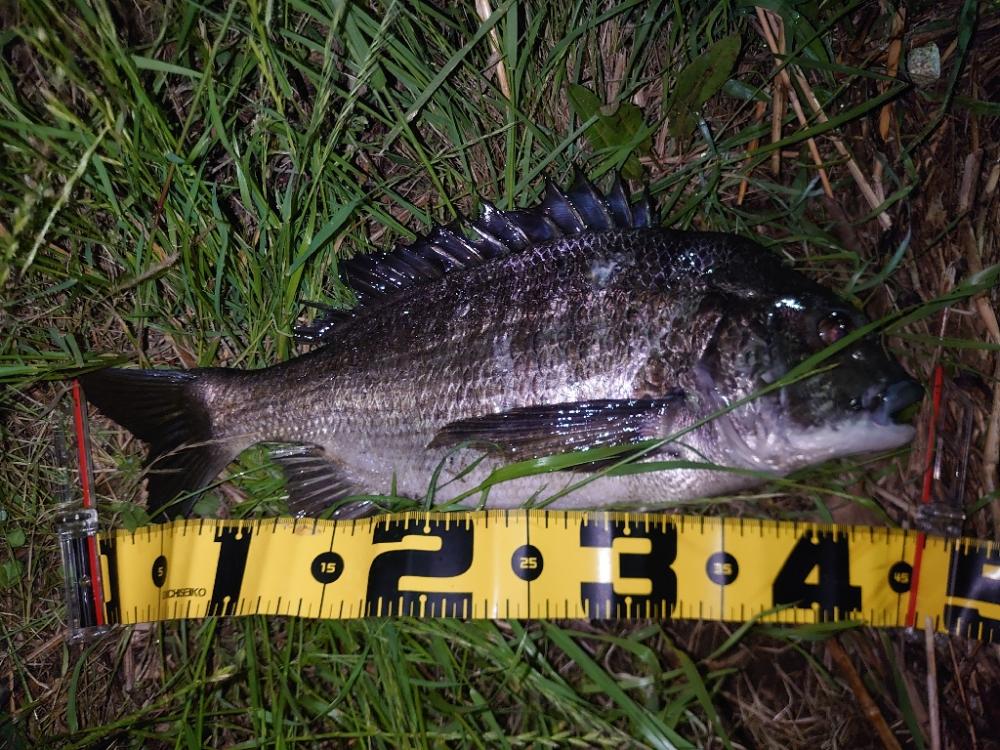 シーバス狙いでチヌ入れ喰い…