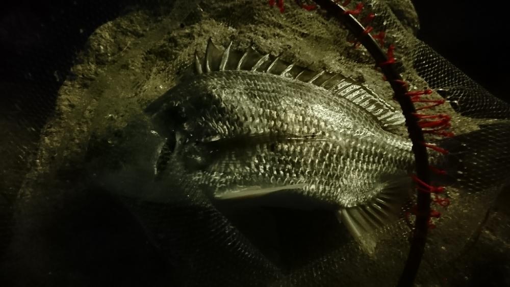 安定のチニング