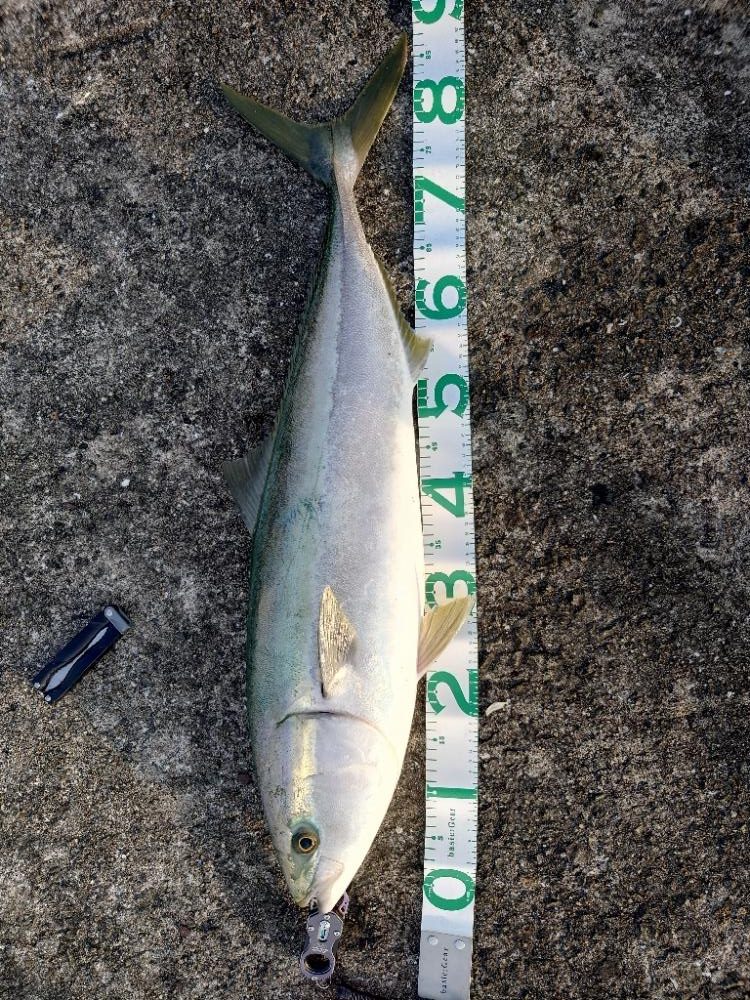 今年初青物&最高記録&初タコ