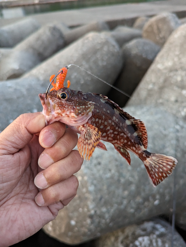陸っぱり釣行記