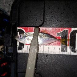 新規さんとコラボ釣行。