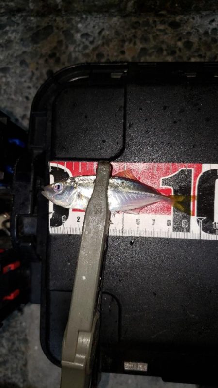 新規さんとコラボ釣行。