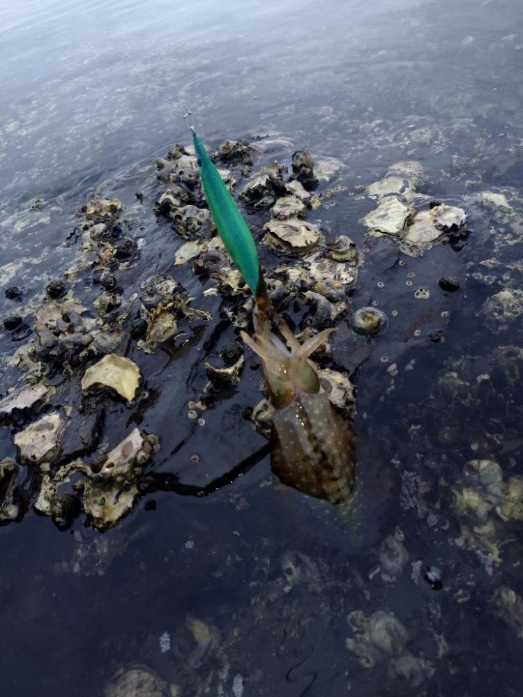 雨エギングIN対馬
