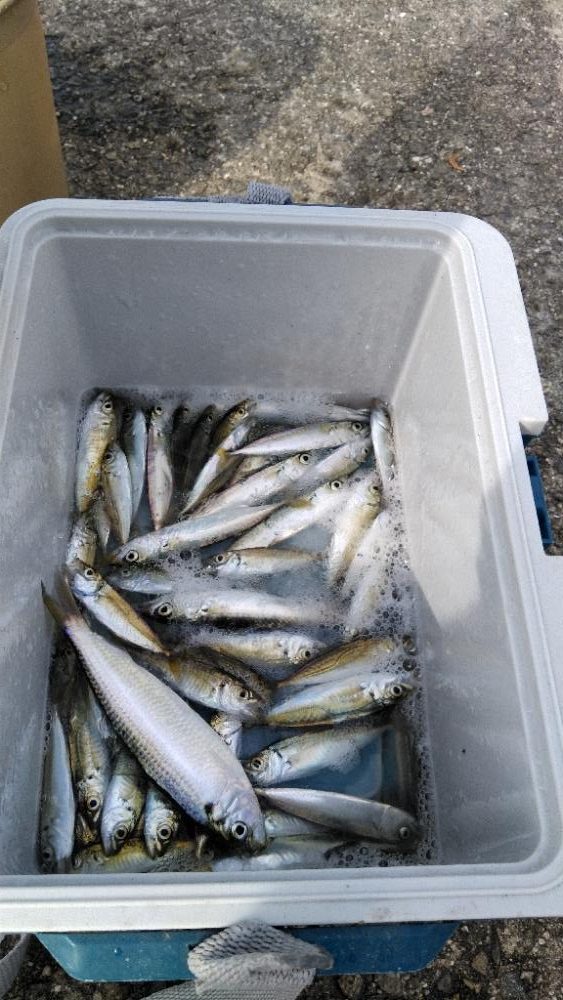 豆アジパート2す