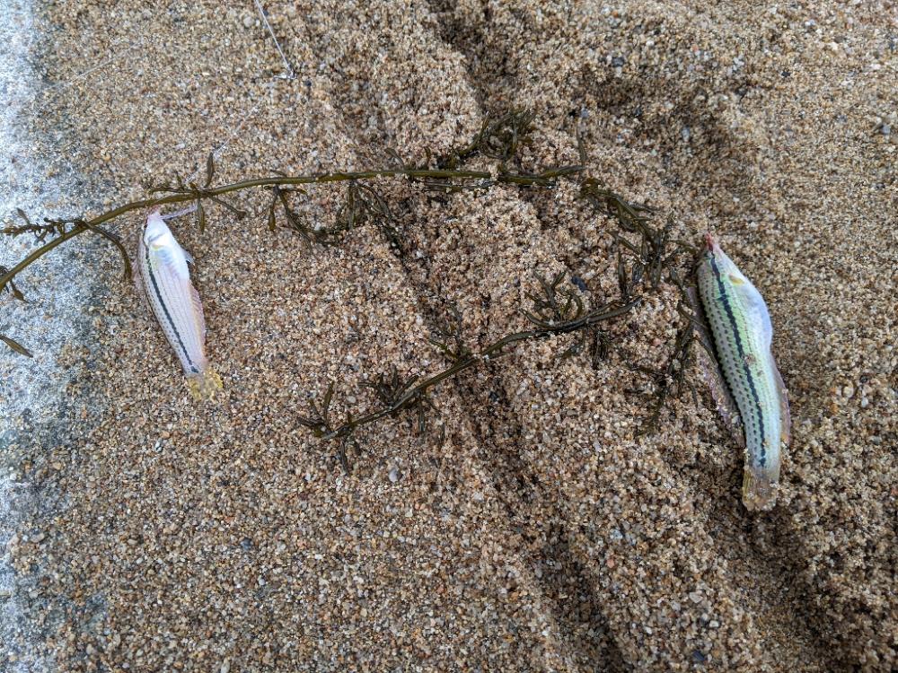 ツーリングからの