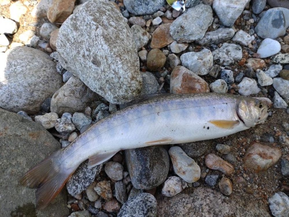 イワナ1匹！（お）