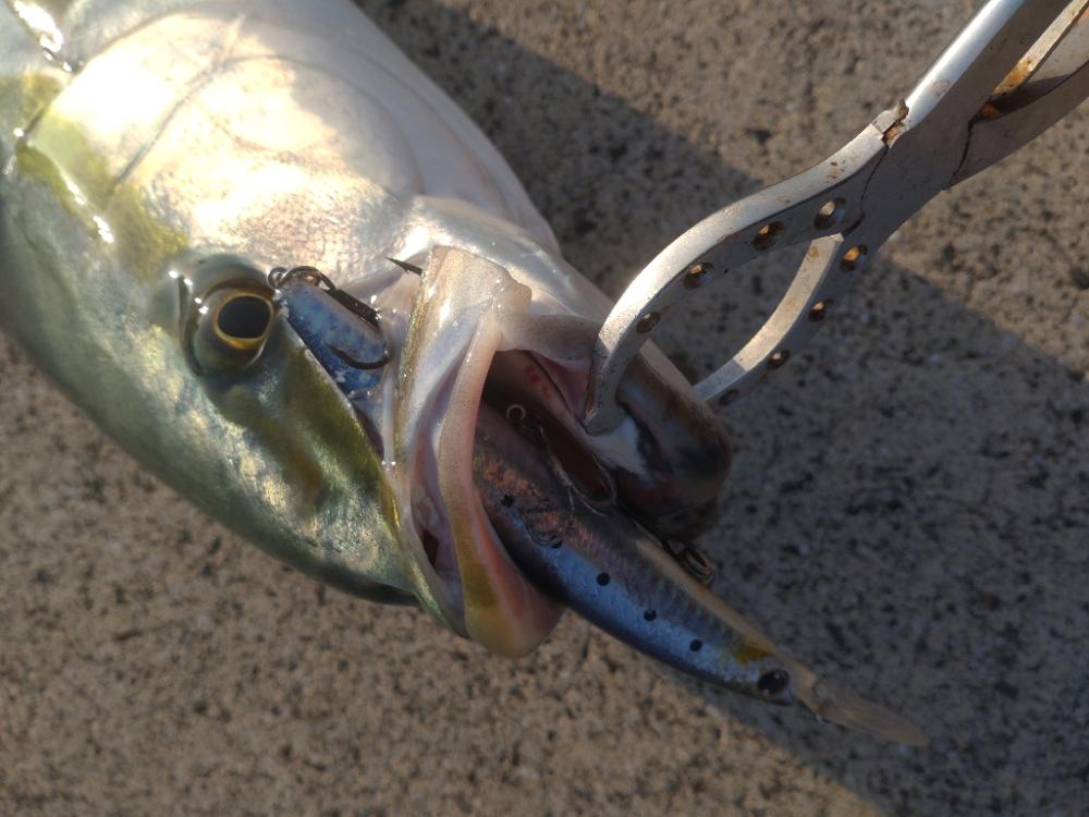 信頼と実績のセットアッパーで青物