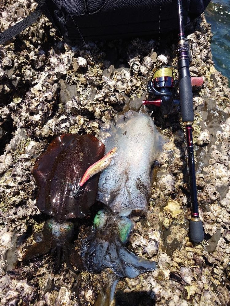 ランガンエギングIN対馬