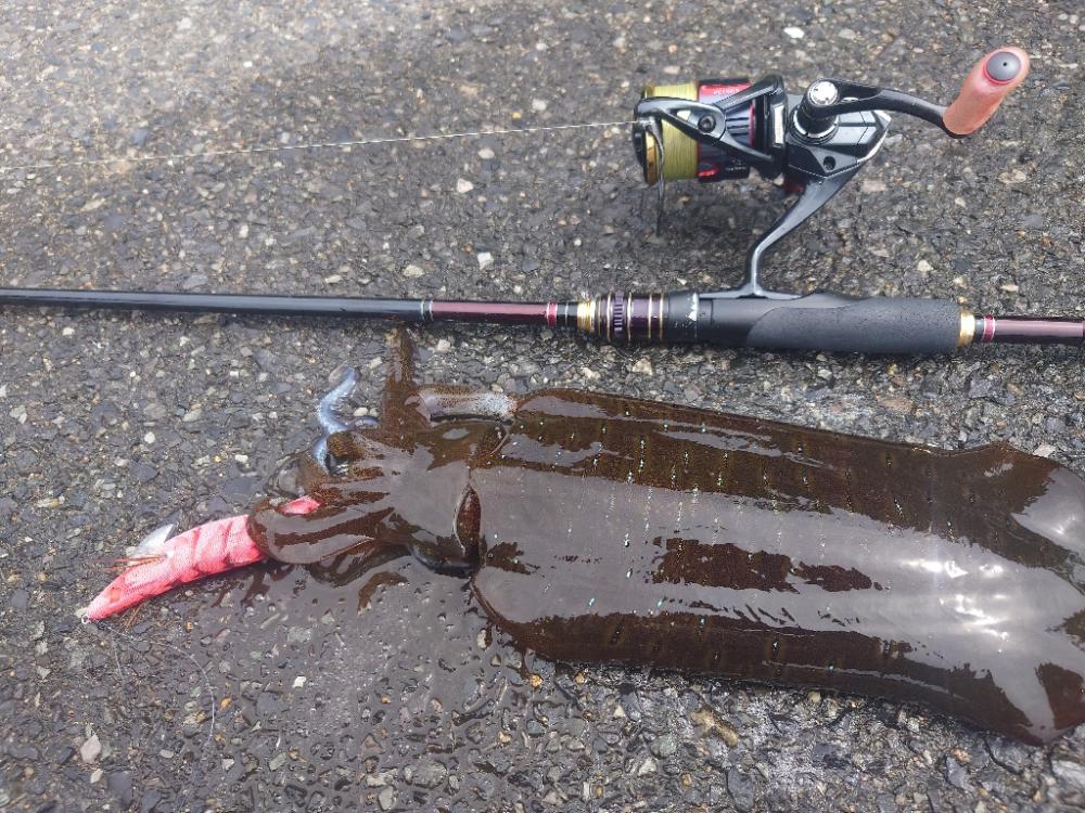 ぷち遠征エギング②IN対馬