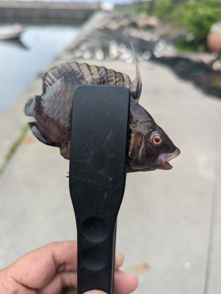 陸っぱり釣行記