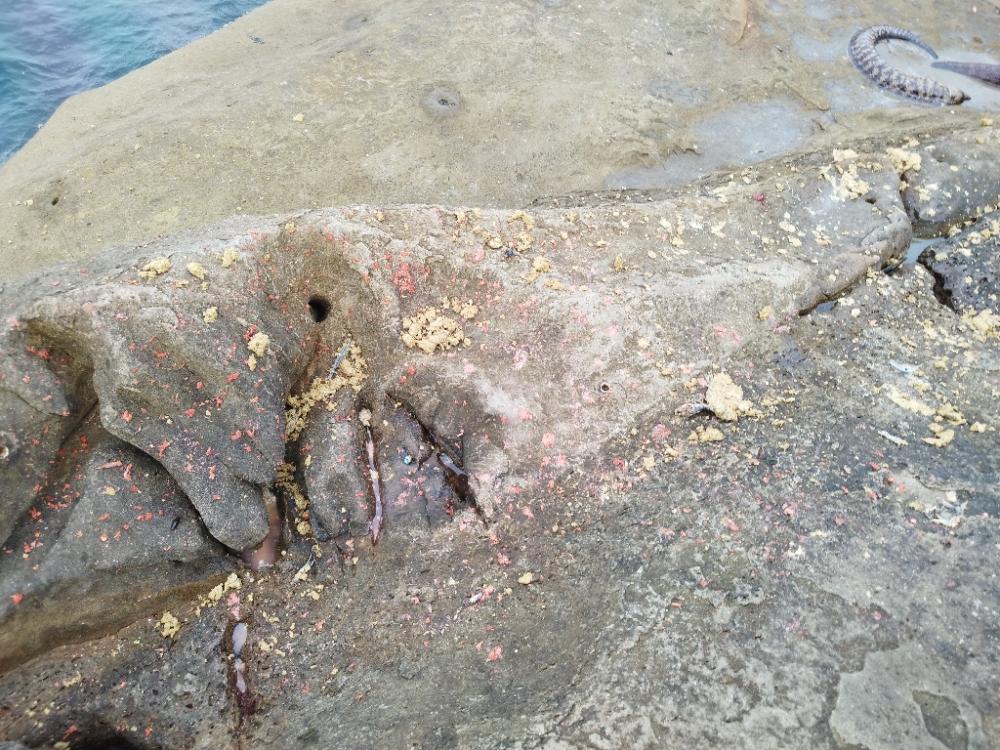 ここにもいた！アカハタ