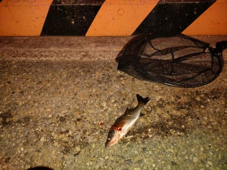 キビレ後セイゴ