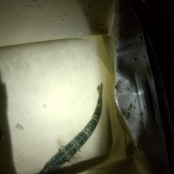 メバル見つけられず!