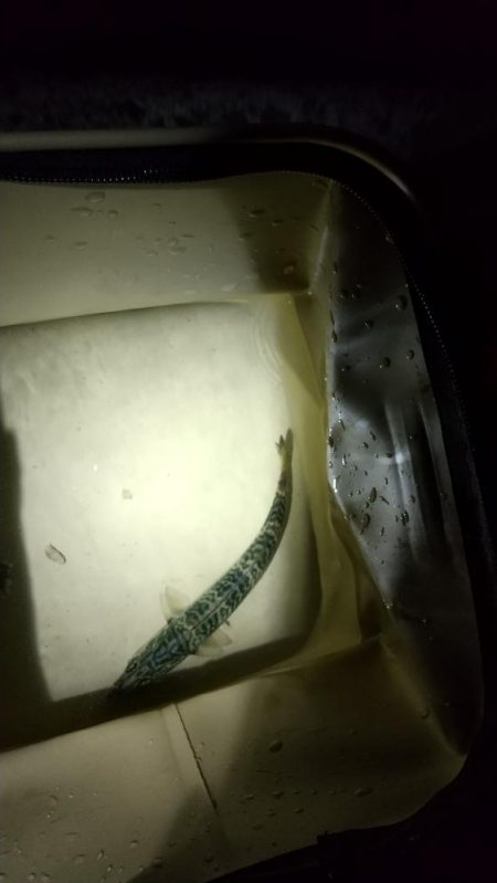 メバル見つけられず!