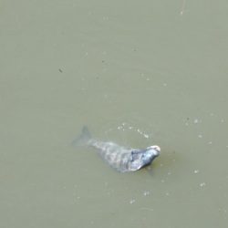 和歌山市某所で落とし込み 真チヌ40cm前後以下計3枚