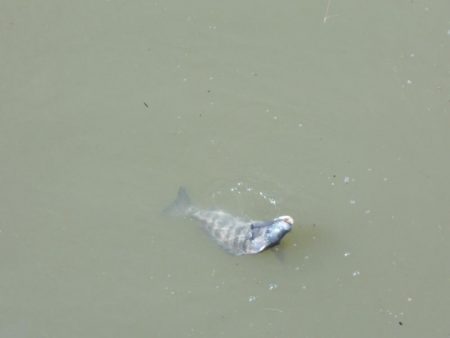 和歌山市某所で落とし込み 真チヌ40cm前後以下計3枚