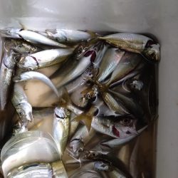 サビキでソゲゲット👍