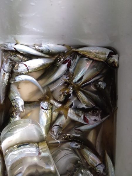 サビキでソゲゲット👍