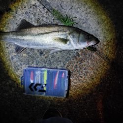 シーバス2匹　複数は難しいです