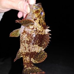 エギング　メバリング