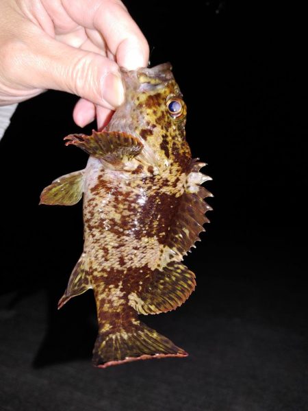 エギング　メバリング