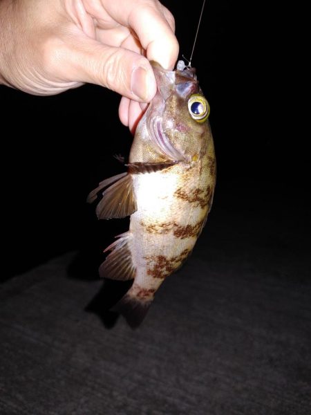 エギング、たまにメバリング