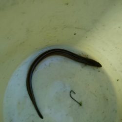 キス、アナゴリレー 吉野屋から