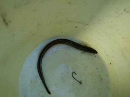 キス、アナゴリレー 吉野屋から