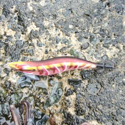 墨族　一本勝負