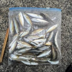 アジ回遊渋め②