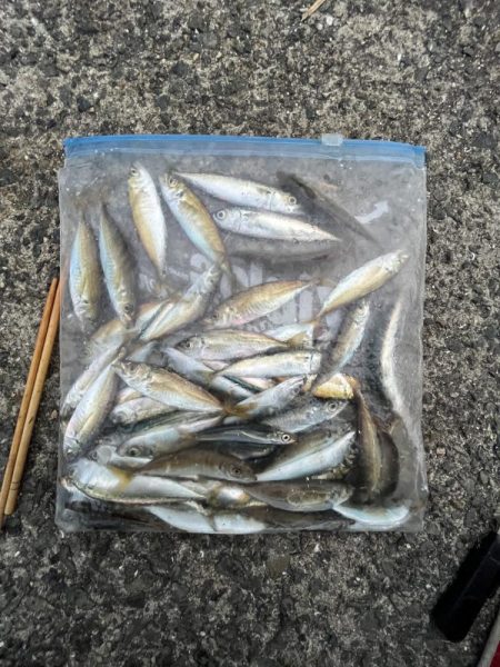 アジ回遊渋め②