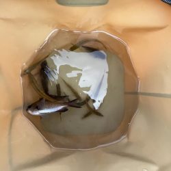 豆　豆アジ回遊中