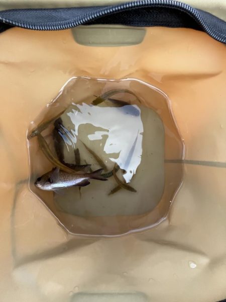 豆　豆アジ回遊中